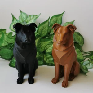 Avustralya Çoban Köpeği  Biblo